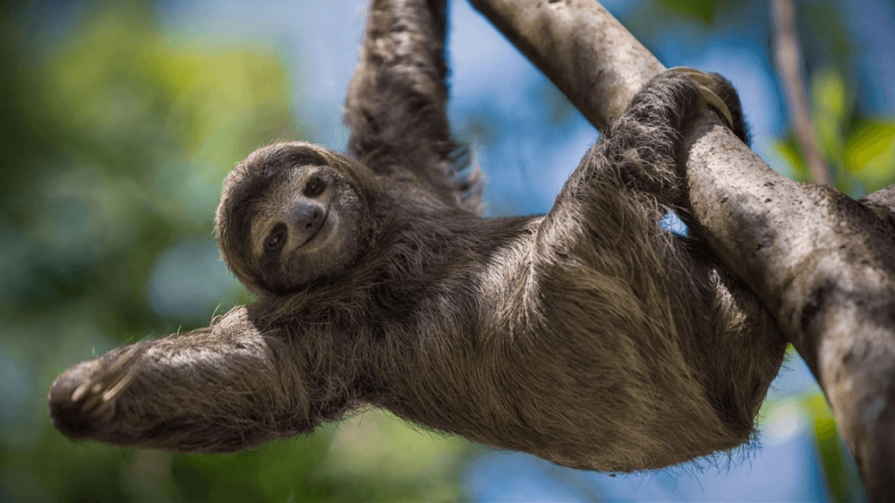 Sloths Premium 4k theme for windows 10