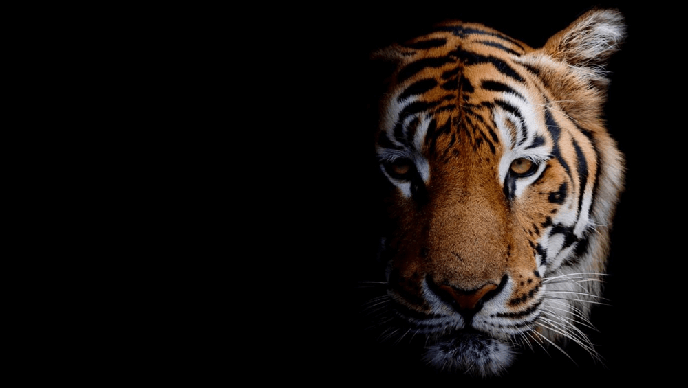 Animal Portraits PREMIUM 4k theme for windows 10