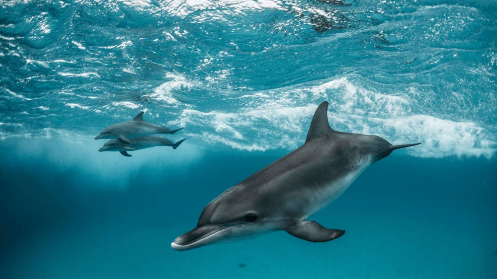 Whales and Dolphins PREMIUM 4k theme for windows 10